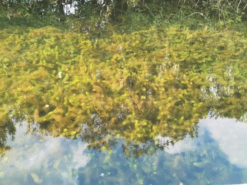 1587882783391088.jpg 3.jpg